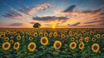 A wide shot of a field of yellow sunflowers against a sunrise.